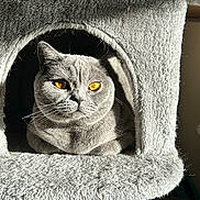 Sasha joined the competition — help win amazing prizes! cat, gray_cat, amber_eyes, cat_condo, feline, pet, indoor, sunlight, cozy, soft_texture, fur, resting, animal, cute, whiskers, portrait, close_up, relaxing, domestic_animal, household