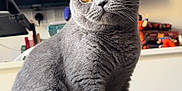 Sasha is registered to the contest to win money with this photo: cat, gray_cat, pet, indoor, sitting, table, television, screen, building, orange_eyes, furniture, curious, domestic_cat, closeup, animal, whiskers, soft_fur, background, household_items, cozy