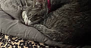 Willow is registered to the contest to win money with this photo: cat, tabby_cat, sleeping, pink_collar, blanket, gray_blanket, leopard_print, fur, pet, resting, cozy, indoor, close_up, whiskers, animal, mammal, cute, domestic_cat, feline, nap