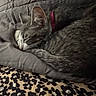 cat, tabby_cat, sleeping, pink_collar, blanket, gray_blanket, leopard_print, fur, pet, resting, cozy, indoor, close_up, whiskers, animal, mammal, cute, domestic_cat, feline, nap