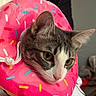Willow is registered to the contest to win money with this photo: cat, pet, animal, indoor, pink, donut_collar, cute, fur, closeup, portrait, whiskers, curious, colorful, soft_lighting, domestic, face, yellow_eyes, playful, cozy, resting