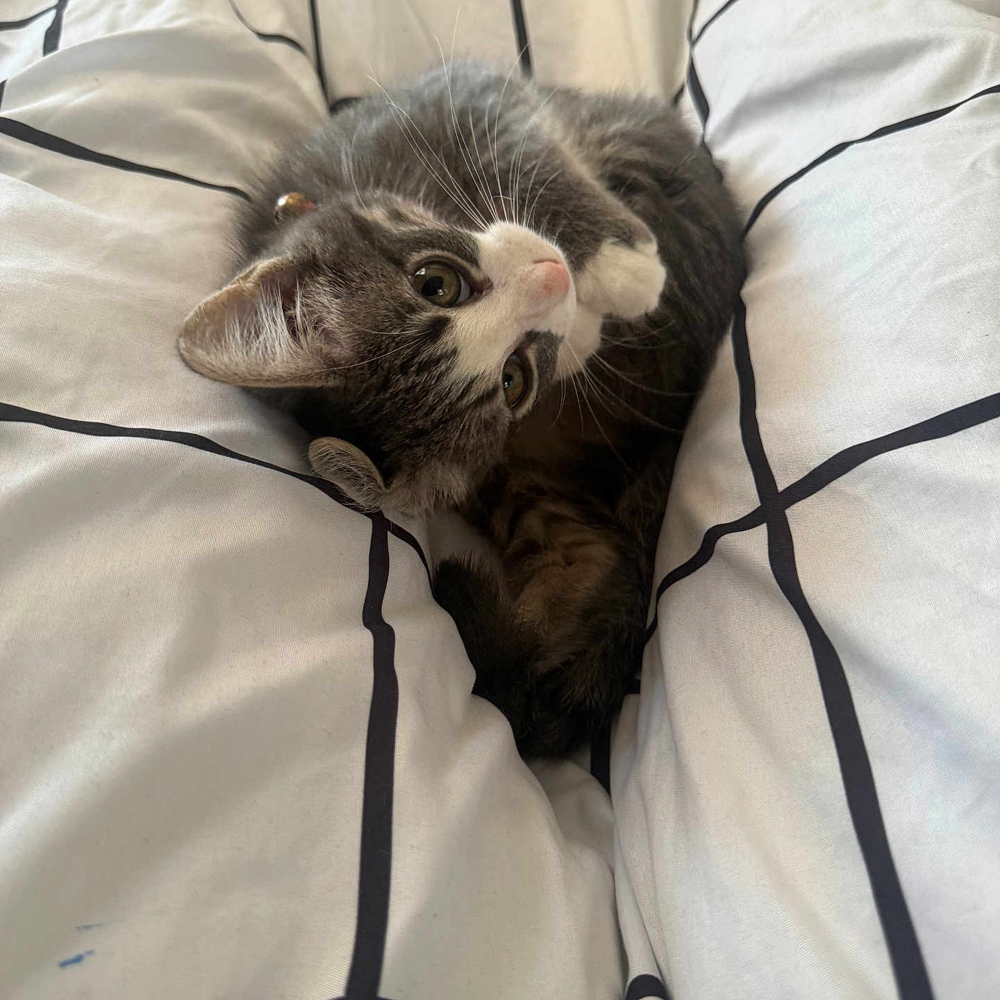 Willow