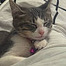 Willow is registered to the contest to win money with this photo: cat, sleeping, pet, feline, collar, bell, white, gray, soft, blanket, cozy, closeup, indoor, cute, resting, whiskers, paw, nap, fur, relaxed