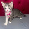 kitten, cat, pink_collar, bell, gray_fur, white_paws, white_face, indoor, tufted_background, red_background, soft_surface, pet, animal, cute, small, curious, standing, feline, domestic_cat, young