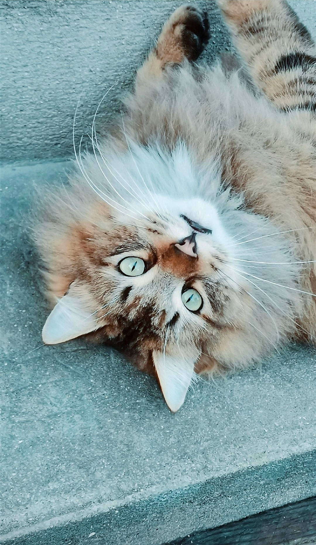 Mowgli a rejoint le concours — aidez-le/la à gagner de superbes lots ! british_longhair, carnivore, cat, claw, domestic_short_haired_cat, fang, fawn, felidae, fur, maine_coon, norwegian_forest_cat, paw, plant, small_to_medium_sized_cats, snout, tail, terrestrial_animal, whiskers, wildlife