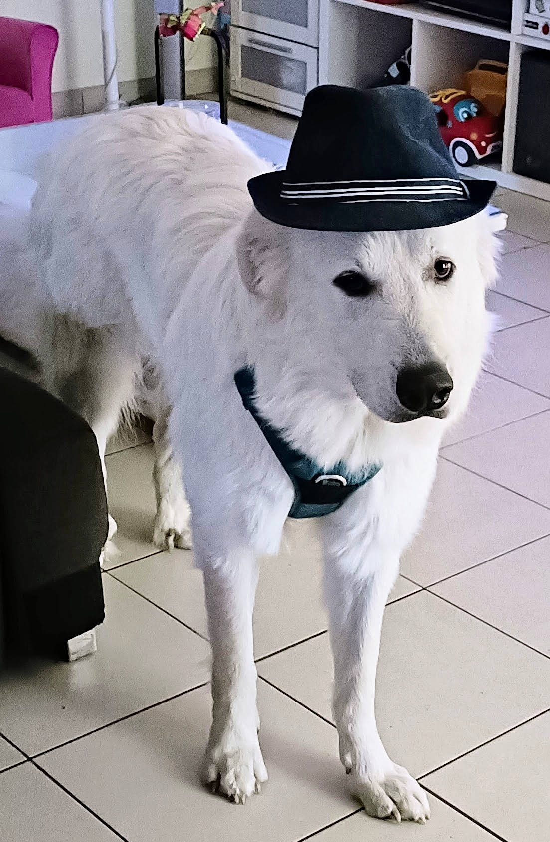 Simba participe au concours pour gagner de l'argent avec cette photo : carnivore, collar, companion_dog, computer_keyboard, costume_hat, dog, dog_breed, dog_collar, dog_supply, door, fashion_accessory, fedora, fur, hat, headgear, laptop, pet_supply, sun_hat, white, working_animal