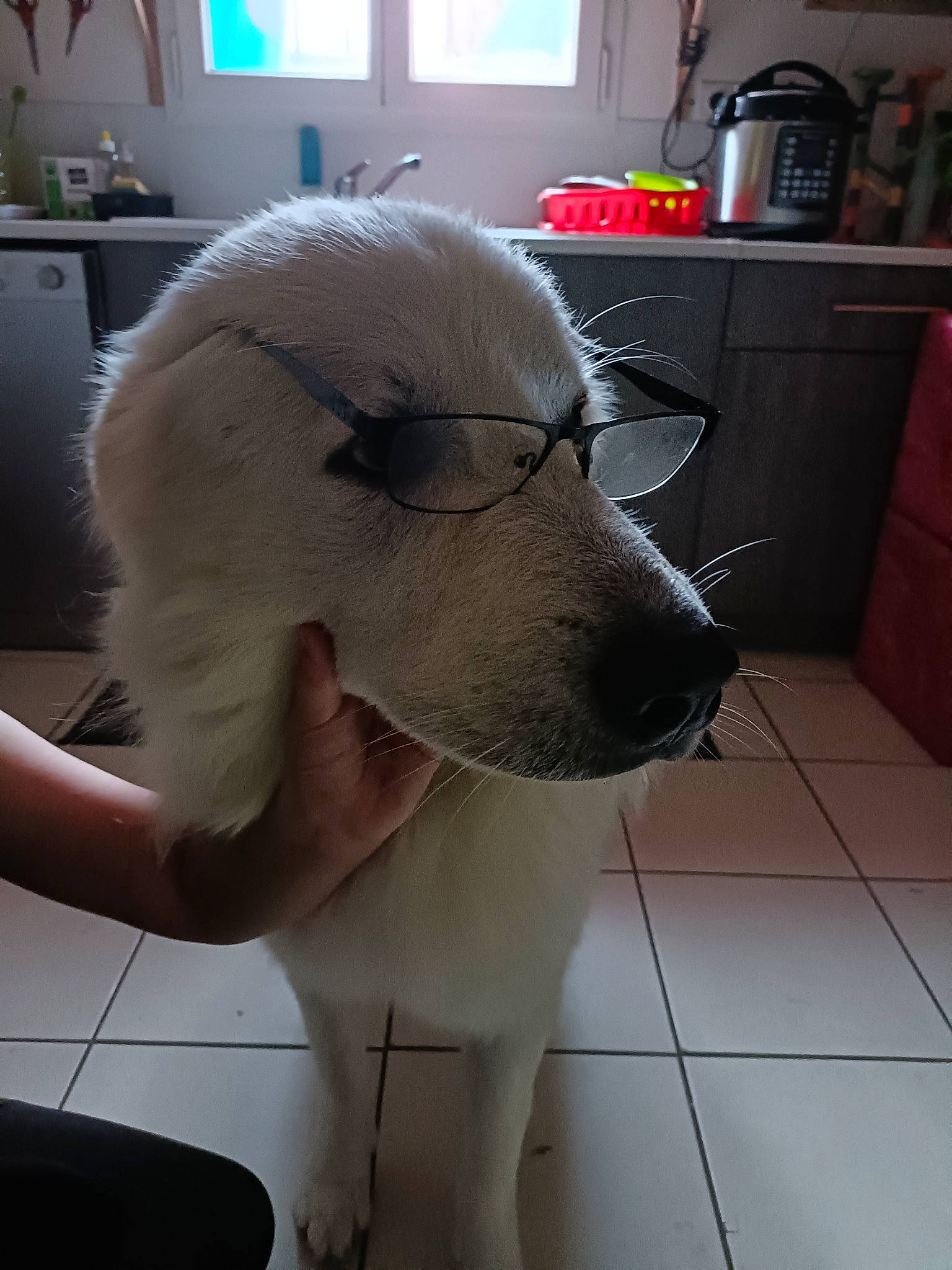 Simba a rejoint le concours — aidez-le/la à gagner de superbes lots ! cabinetry, canidae, carnivore, companion_dog, dog, dog_breed, ear, eye, eyewear, fashion_accessory, fawn, flooring, fur, hat, helmet, kitchen_appliance, snout, sporting_group, whiskers, working_animal