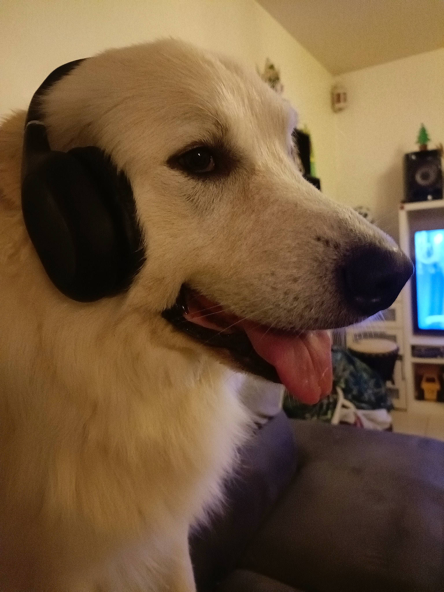 Simba participe au concours pour gagner de l'argent avec cette photo : bookcase, canidae, carnivore, companion_dog, computer_monitor, display_device, dog, dog_breed, fawn, fur, happy, jaw, picture_frame, shelf, snout, sporting_group, television, whiskers, working_animal, working_dog