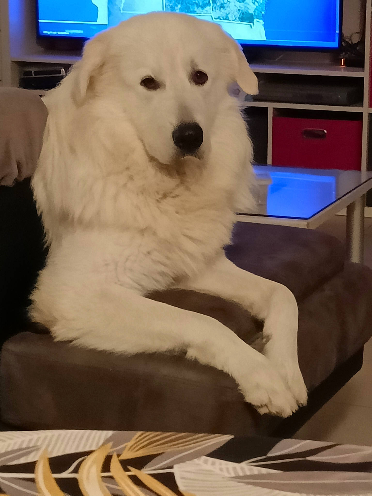 Simba a rejoint le concours — aidez-le/la à gagner de superbes lots ! bookcase, cable_television, canidae, carnivore, chair, comfort, companion_dog, couch, display_device, dog, dog_breed, flooring, fur, home_appliance, led_backlit_lcd_display, room, shelf, sporting_group, television, working_animal