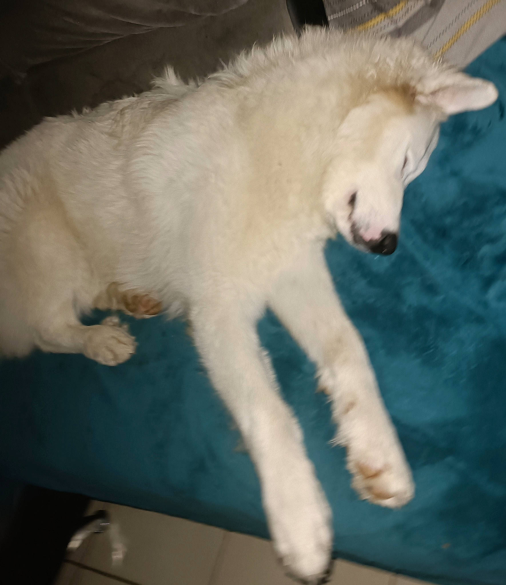 Tina participe au concours pour gagner de l'argent avec cette photo : art, canidae, carnivore, claw, companion_dog, dog, dog_breed, fang, fur, non_sporting_group, paw, snout, sporting_group, tail, terrestrial_animal, whiskers