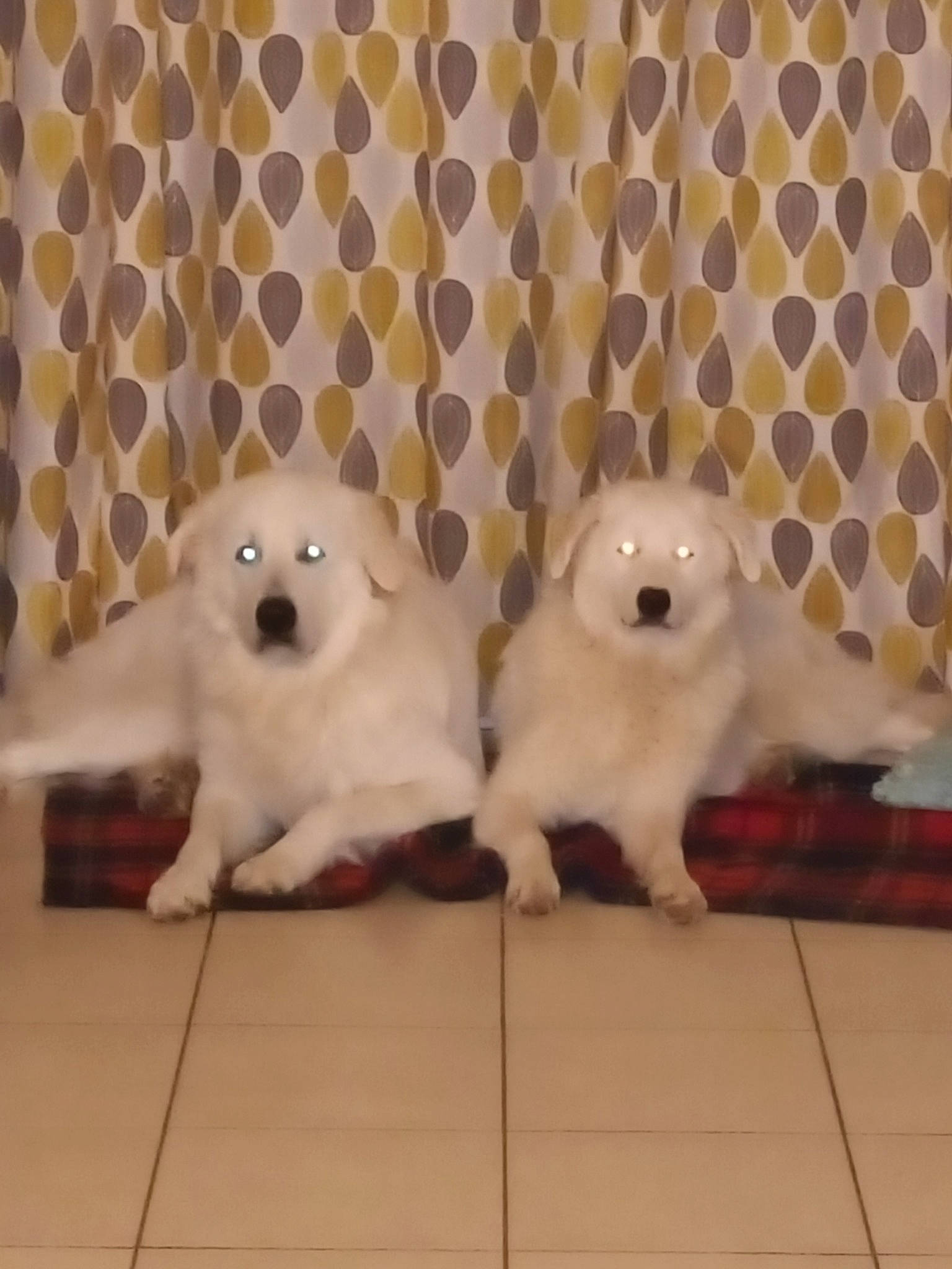 Tina a rejoint le concours — aidez-le/la à gagner de superbes lots ! carnivore, companion_dog, dog, dog_breed, fawn, felidae, floor, flooring, mammal, small_to_medium_sized_cats, snout, stuffed_toy, tail, terrestrial_animal, toy, toy_dog, vertebrate, whiskers, wood, working_animal