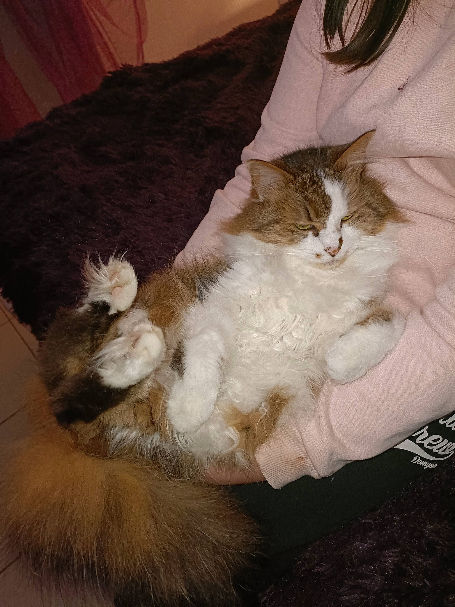 Bouboulette a rejoint le concours — aidez-le/la à gagner de superbes lots ! art, carnivore, cat, claw, comfort, domestic_short_haired_cat, fawn, felidae, foot, fur, gesture, human_leg, linens, nap, paw, sleep, small_to_medium_sized_cats, snout, tail, whiskers