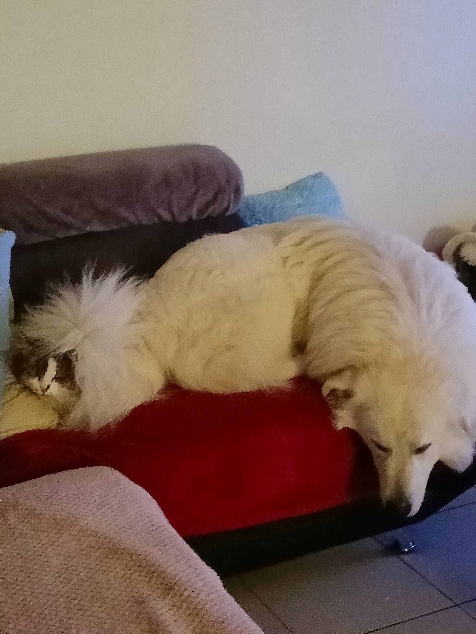 Bouboulette a rejoint le concours — aidez-le/la à gagner de superbes lots ! bed, canidae, carnivore, chair, cloud, comfort, companion_dog, couch, dog, dog_breed, fawn, fur, metal, nap, paw, sky, snout, sporting_group, tail, working_animal