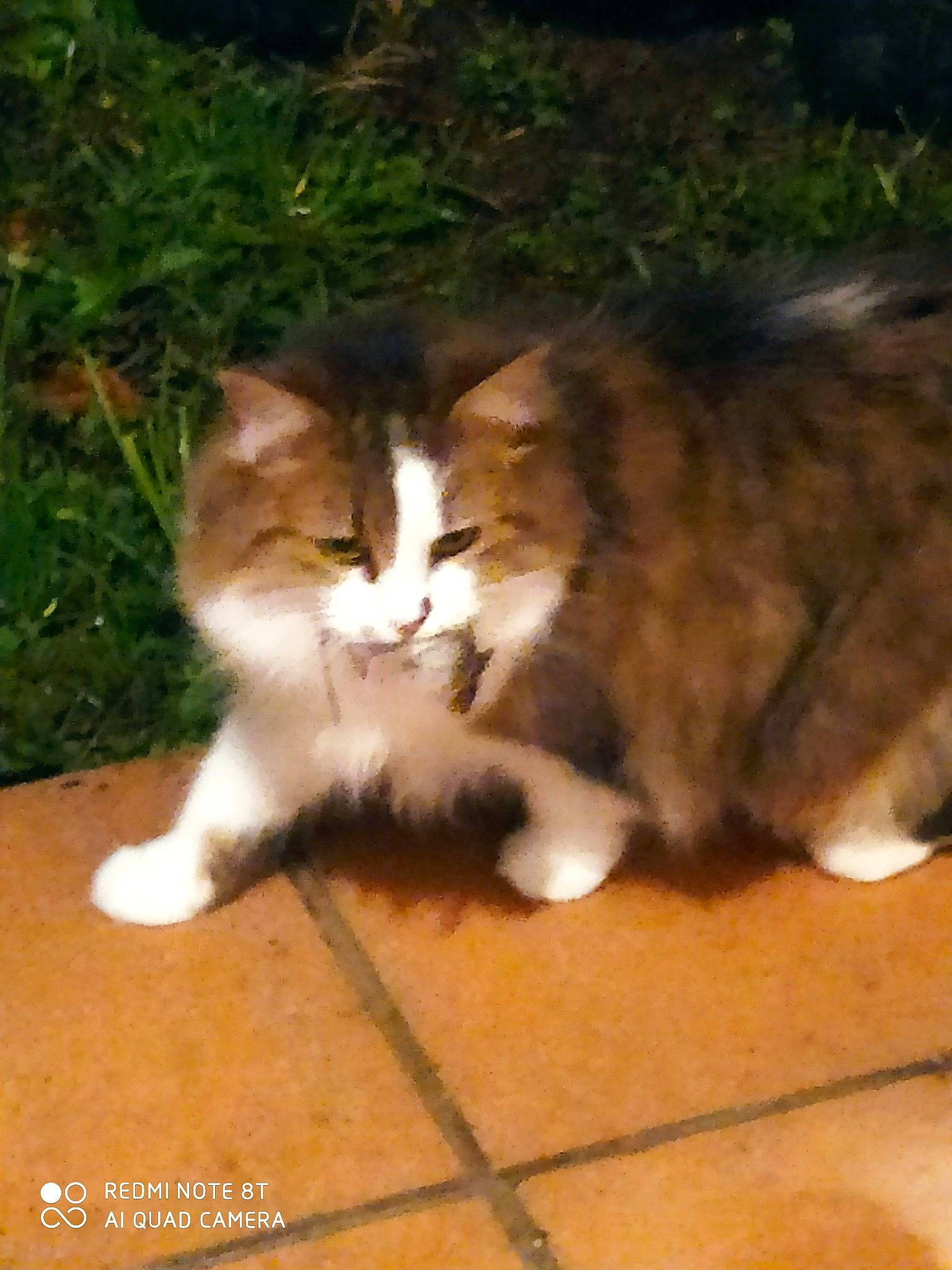 Bouboulette a rejoint le concours — aidez-le/la à gagner de superbes lots ! brown, carnivore, cat, claw, domestic_short_haired_cat, fawn, felidae, flooring, fur, grass, mammal, paw, plant, small_to_medium_sized_cats, snout, tail, terrestrial_animal, vertebrate, whiskers, wood