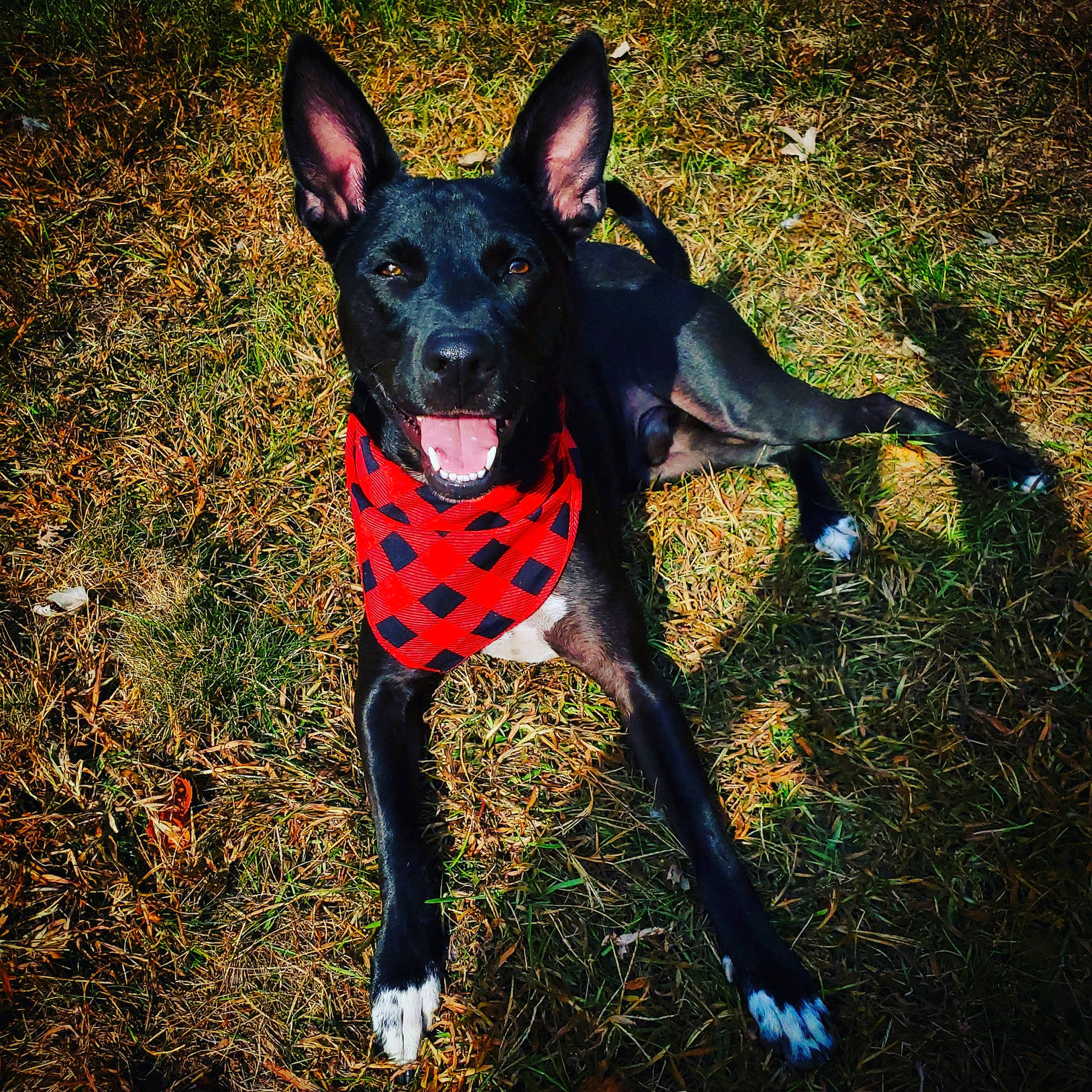 Kaliber is registered to the contest to win money with this photo: adventure, canidae, carmine, carnivore, chihuahua, collar, companion_dog, dog, dog_breed, dog_collar, dog_supply, fawn, grass, guard_dog, snout, sporting_group, tail, toy_dog, whiskers, working_animal