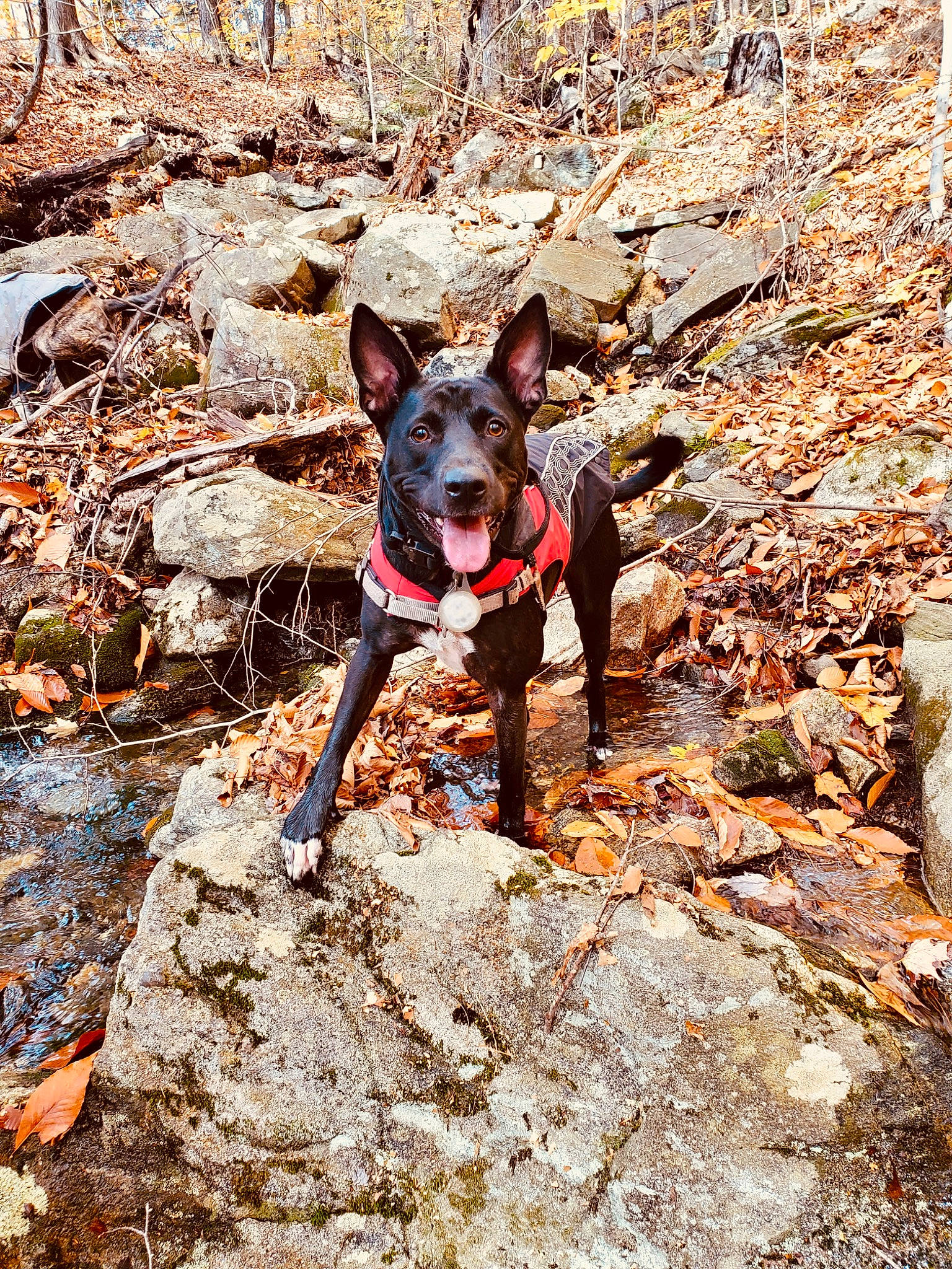 Kaliber is registered to the contest to win money with this photo: adventure, canidae, carmine, carnivore, companion_dog, dog, dog_breed, dog_supply, fawn, hunting_dog, liver, non_sporting_group, recreation, rock, snout, soil, sporting_group, walking, working_animal, working_dog