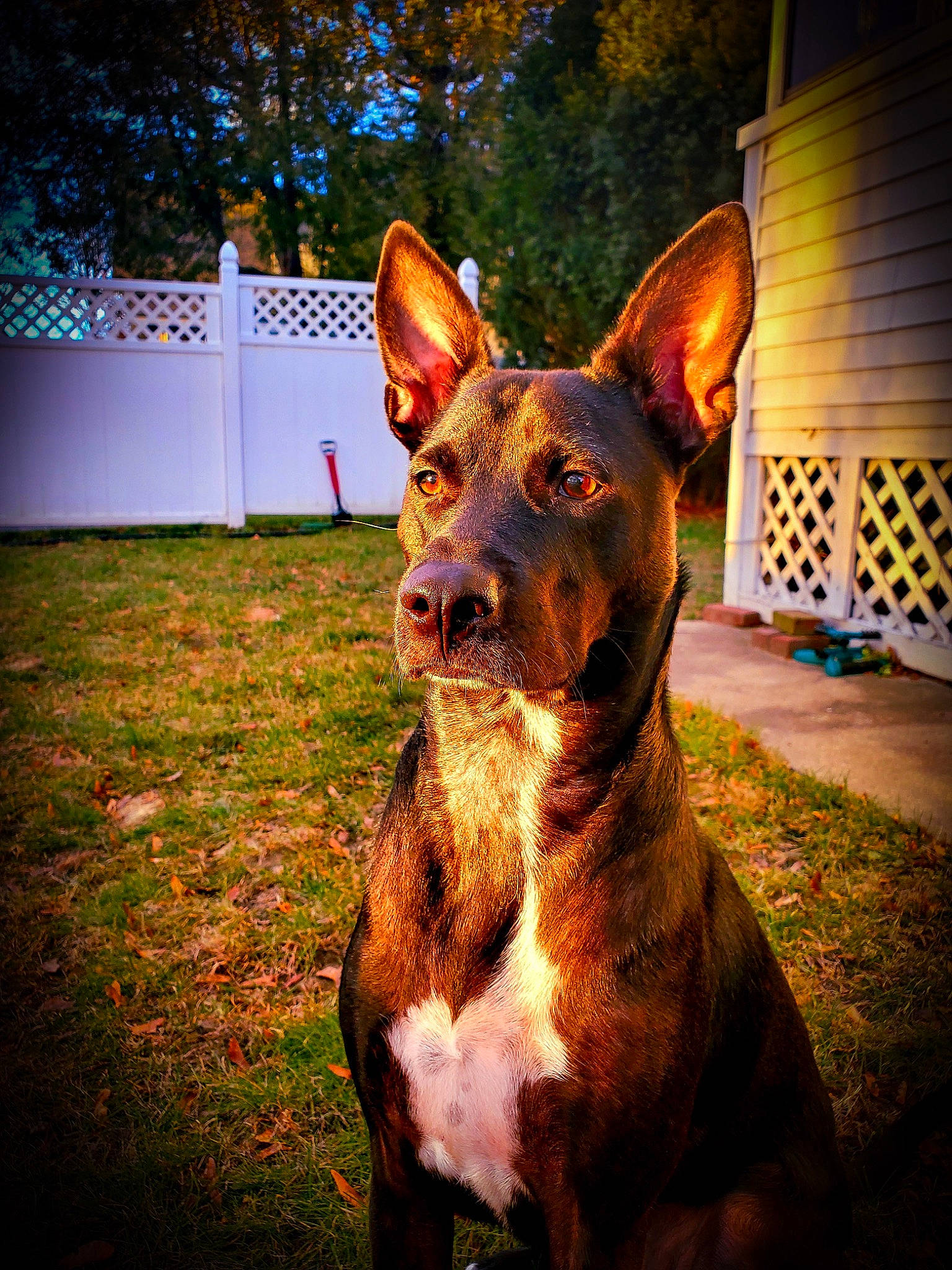 Kaliber is registered to the contest to win money with this photo: art, canidae, carnivore, companion_dog, dog, dog_breed, ear, fawn, fur, grass, guard_dog, herding_dog, liver, snout, sporting_group, tints_and_shades, tree, whiskers, window, working_dog