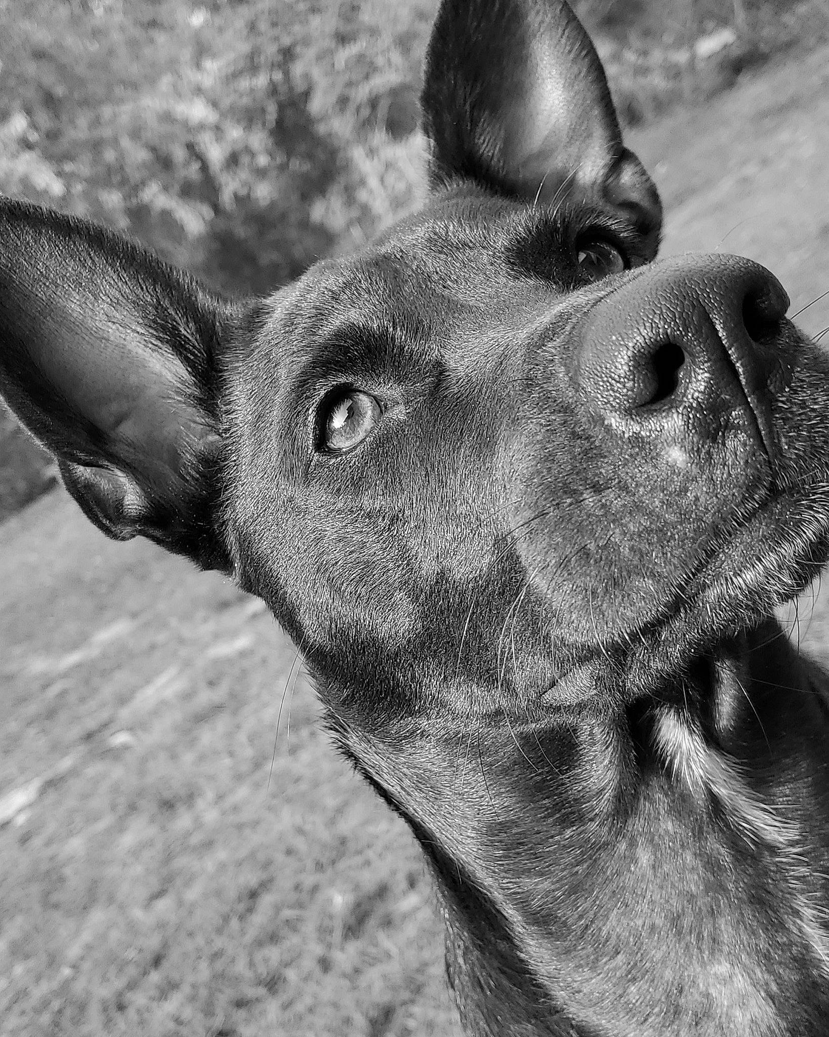 Kaliber is registered to the contest to win money with this photo: canidae, carnivore, close_up, dog, dog_breed, ear, event, fawn, fur, head, mammal, monochrome, monochrome_photography, pack_animal, snout, sporting_group, terrestrial_animal, whiskers, wildlife, working_animal