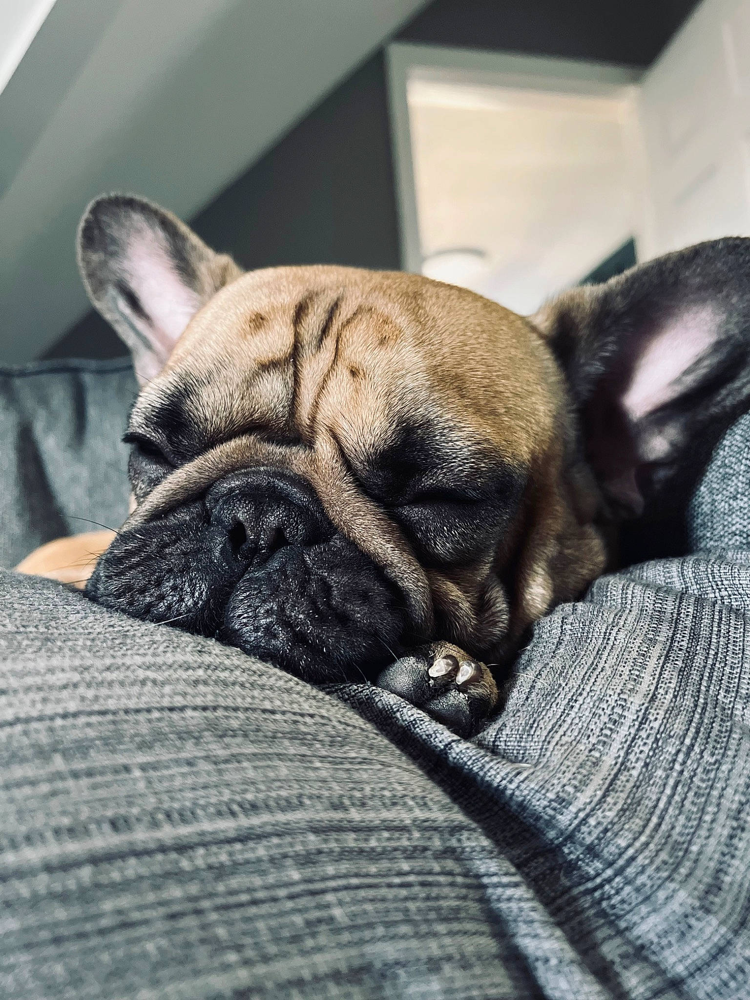 Tony is registered to the contest to win money with this photo: bored, bulldog, canidae, carnivore, comfort, companion_dog, dog, dog_breed, ear, fawn, french_bulldog, fur, pug, snout, sporting_group, terrestrial_animal, toy_dog, whiskers, working_animal, wrinkle