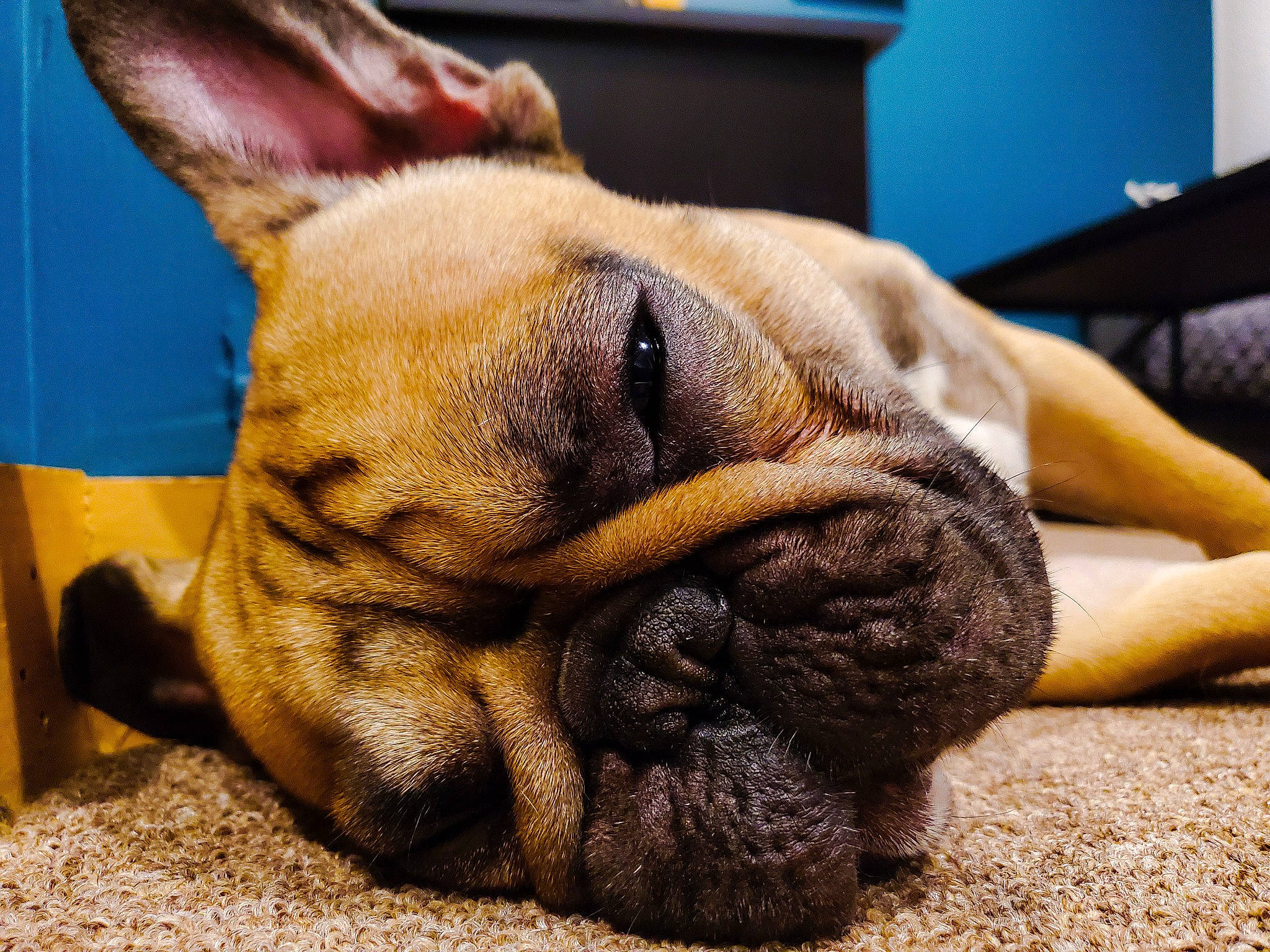Tony joined the competition — help win amazing prizes! bulldog, canidae, carnivore, comfort, companion_dog, dog, dog_breed, ear, fawn, mammal, molosser, paw, snout, sporting_group, terrestrial_animal, toy_dog, vertebrate, whiskers, working_animal, wrinkle