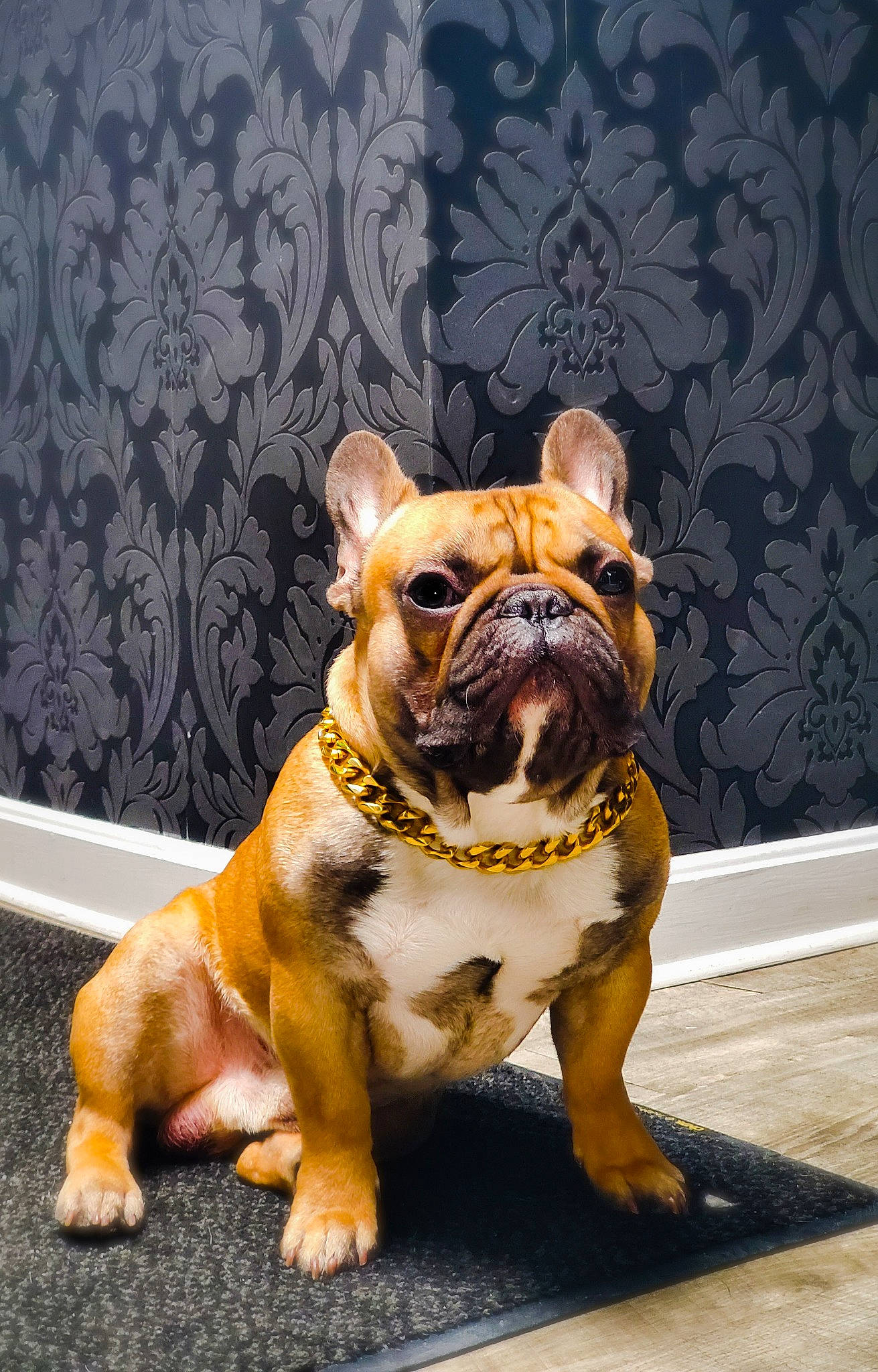 Tony is registered to the contest to win money with this photo: bulldog, canidae, carnivore, companion_dog, dog, dog_breed, dog_collar, fawn, french_bulldog, grass, molosser, plant, snout, sporting_group, terrestrial_animal, toy, toy_dog, whiskers, working_animal, wrinkle