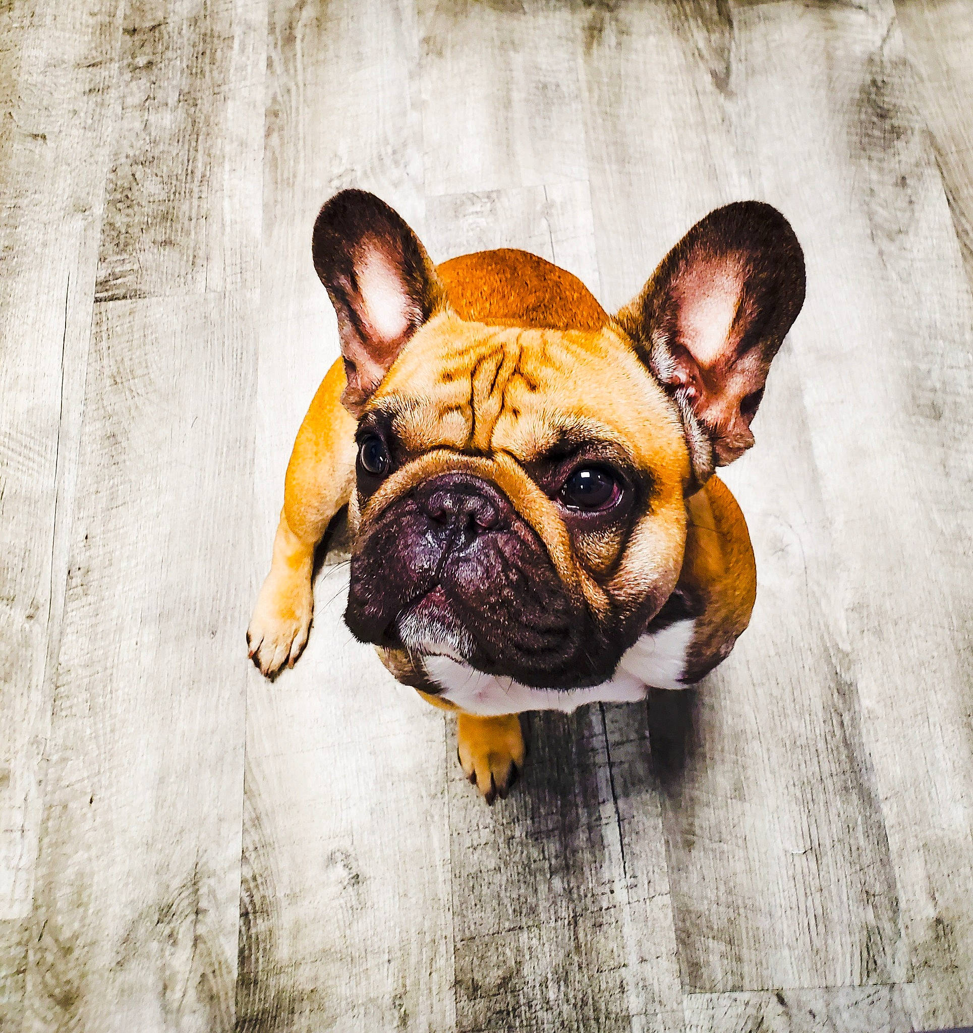 Tony joined the competition — help win amazing prizes! bulldog, carnivore, close_up, companion_dog, dog, dog_breed, ear, fawn, flooring, french_bulldog, grass, snout, sporting_group, terrestrial_animal, toy_dog, whiskers, window, wood, working_animal, wrinkle