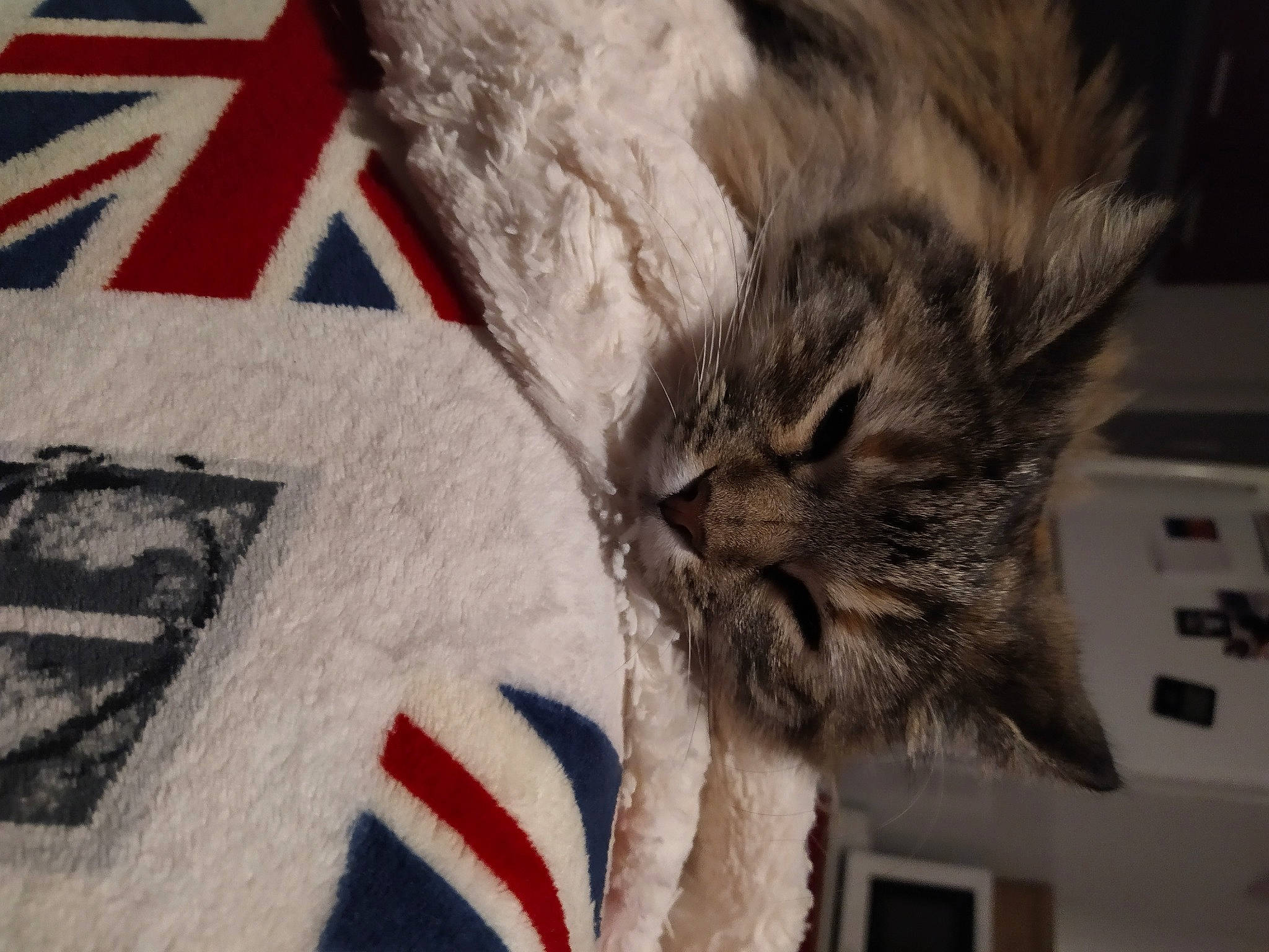 Rin participe au concours pour gagner de l'argent avec cette photo : art, carmine, carnivore, cat, claw, close_up, domestic_short_haired_cat, felidae, flooring, font, fur, grey, linens, pattern, paw, small_to_medium_sized_cats, snout, tail, visual_arts, whiskers