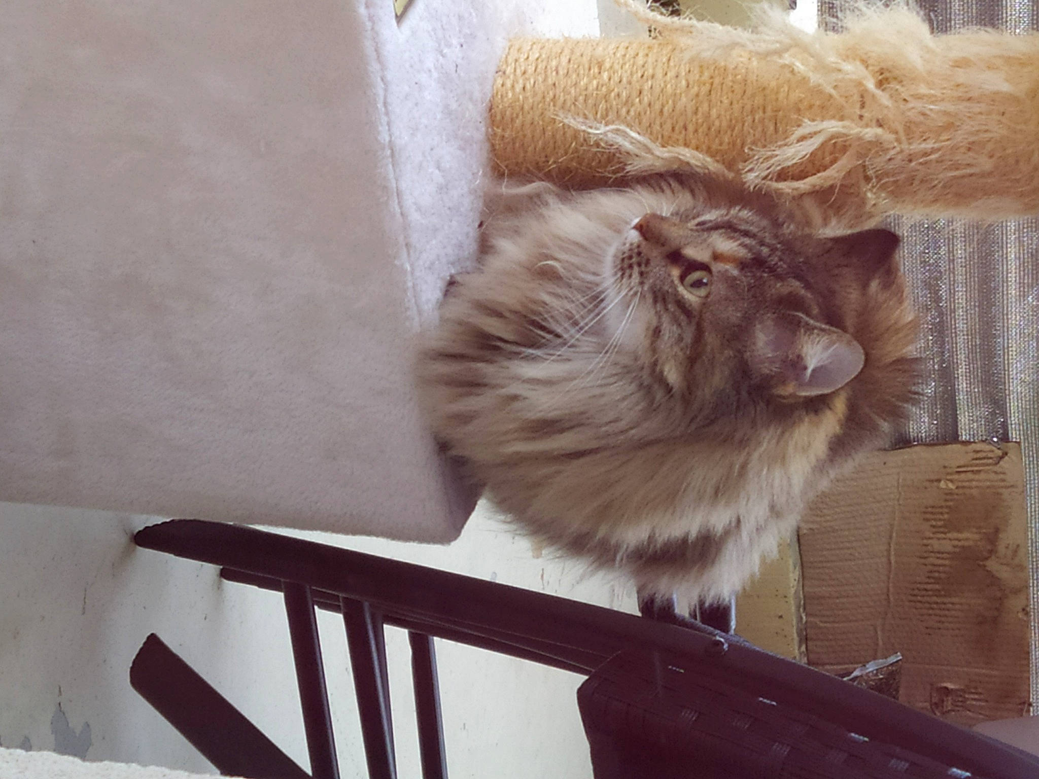 Rin participe au concours pour gagner de l'argent avec cette photo : carnivore, cat, domestic_long_haired_cat, fawn, felidae, fur, small_to_medium_sized_cats, whiskers