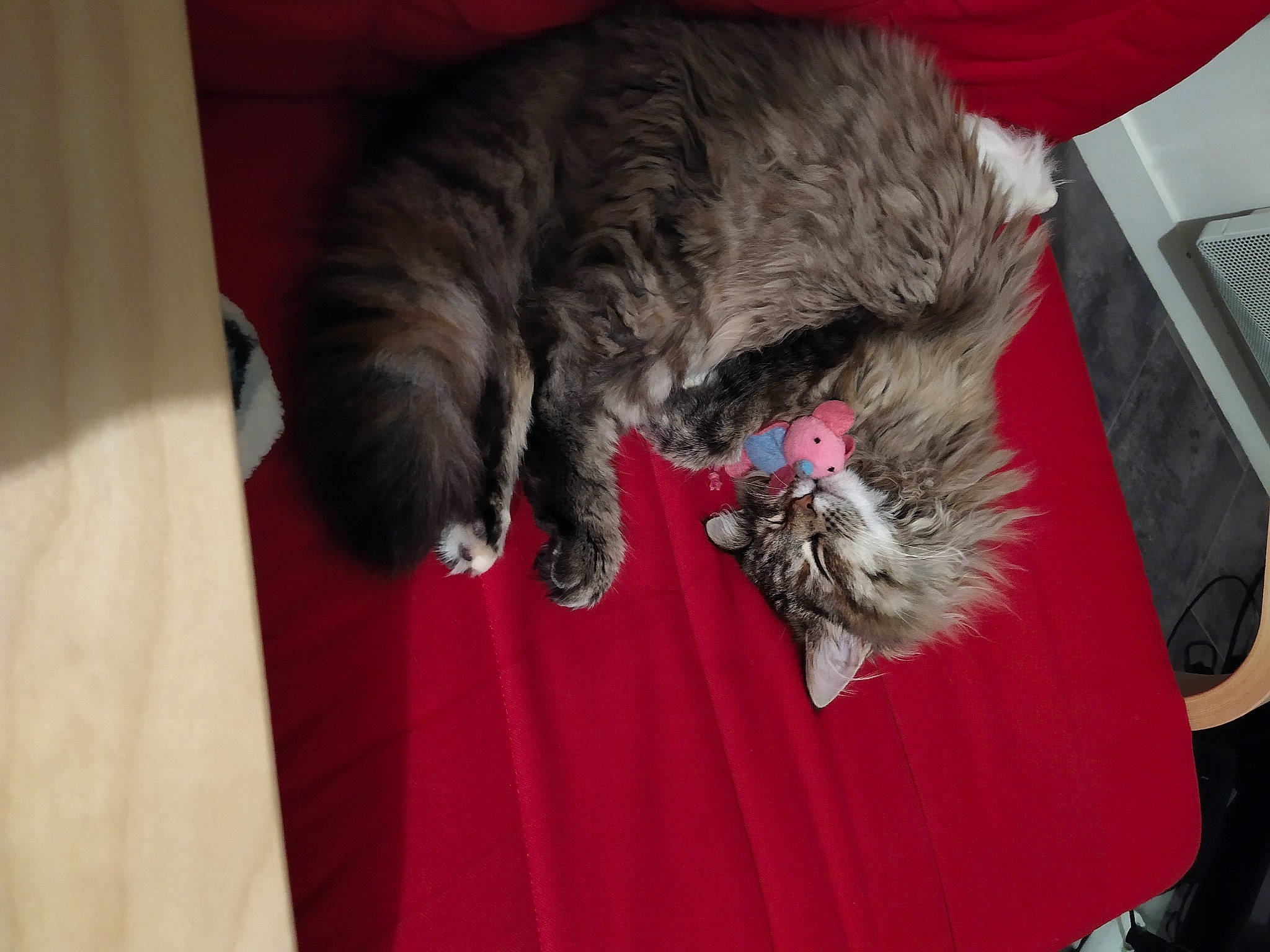 Rin a rejoint le concours — aidez-le/la à gagner de superbes lots ! canidae, carnivore, cat, claw, comfort, computer_keyboard, dog_breed, domestic_short_haired_cat, felidae, fur, grey, laptop, nap, paw, small_to_medium_sized_cats, snout, sporting_group, tail, whiskers