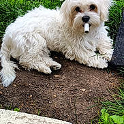 Arnold a rejoint le concours — aidez-le/la à gagner de superbes lots ! animal, canine, curious, cute, dog, domestic_animal, fluffy, fur, garden, grass, ground, leaf, lying_down, mammal, nature, outdoor, pet, playful, small_dog, white_dog