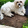 animal, canine, curious, cute, dog, domestic_animal, fluffy, fur, garden, grass, ground, leaf, lying_down, mammal, nature, outdoor, pet, playful, small_dog, white_dog