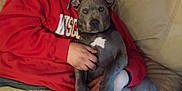 Tennessee is registered to the contest to win money with this photo: person, dog, couch, hoodie, cap, indoor, relaxed, pet, animal, man, casual, seated, living_room, gray_dog, white_patch, holding, resting, comfort, nap, bonding