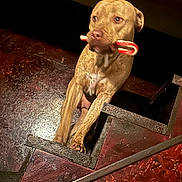 Whiskey joined the competition — help win amazing prizes! animal, brown_dog, candy_cane, canine, close_up, companion, curious, dog, floor, home, house, indoors, light, looking_away, mammal, pet, playful, shadow, stairs, wooden_stairs