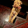 animal, brown_dog, candy_cane, canine, close_up, companion, curious, dog, floor, home, house, indoors, light, looking_away, mammal, pet, playful, shadow, stairs, wooden_stairs