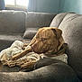 Whiskey joined the competition — help win amazing prizes! dog, brindle, couch, blanket, indoor, pet, relaxed, side_eye, furniture, cozy, window, natural_light, brown, gray, animal, companion, resting, domestic, canine, home