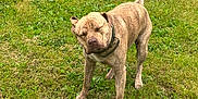Whiskey is registered to the contest to win money with this photo: animal, brindle, canine, closeup, collar, daylight, dog, ears, expression, fence, grass, greenery, muzzle, nature, outdoor, pet, snout, standing, tail, yard