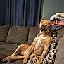 dog, couch, indoor, pet, relaxed, brown_dog, pillows, blankets, curtains, living_room, furniture, seated, animal, domestic_animal, canine, comfort, resting, home, fur, mammal