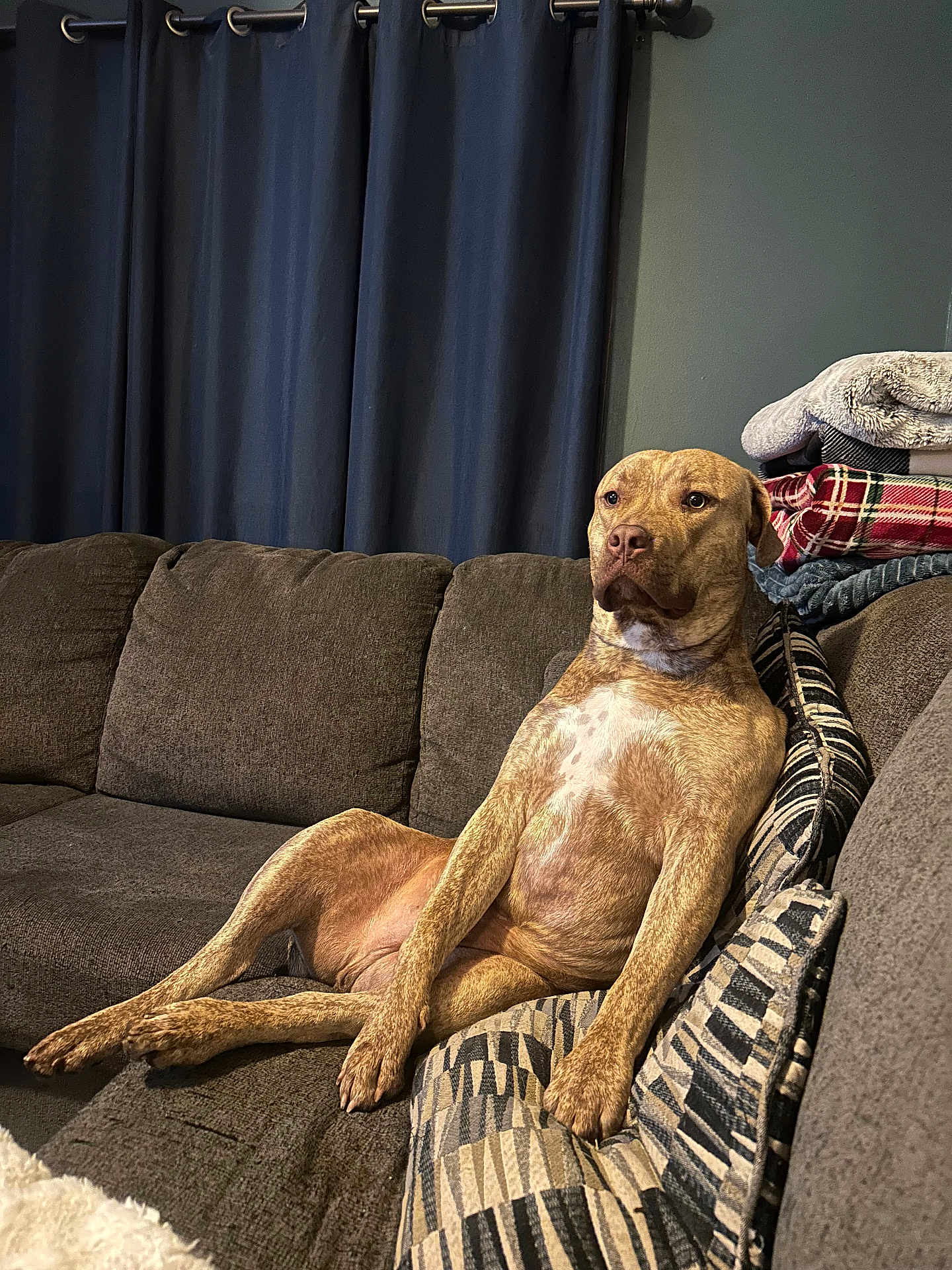 Whiskey joined the competition — help win amazing prizes! dog, couch, indoor, pet, relaxed, brown_dog, pillows, blankets, curtains, living_room, furniture, seated, animal, domestic_animal, canine, comfort, resting, home, fur, mammal