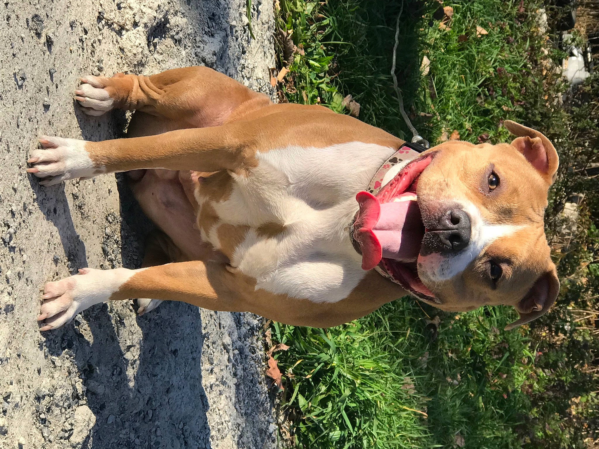 Hennessy joined the competition — help win amazing prizes! barechested, carnivore, collar, companion_dog, dog, dog_breed, dog_collar, dog_supply, fawn, grass, guard_dog, human_leg, plant, snout, soil, sporting_group, tail, thigh, working_animal, working_dog