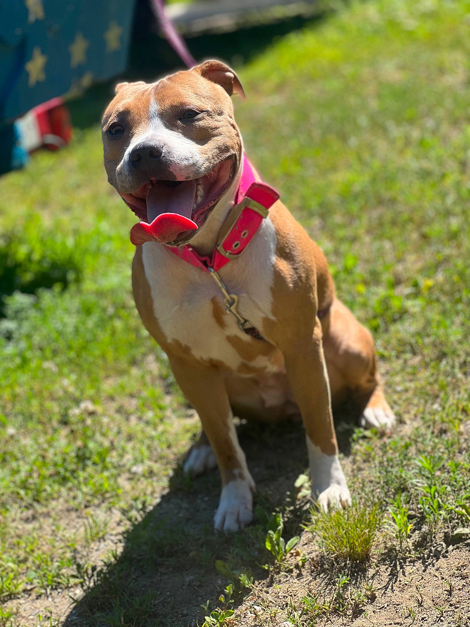 Hennessy joined the competition — help win amazing prizes! ancient_dog_breeds, bulldog, canidae, carnivore, collar, companion_dog, dog, dog_breed, dog_collar, dog_supply, fawn, grass, leash, liver, pet_supply, plant, snout, sporting_group, working_dog, wrinkle