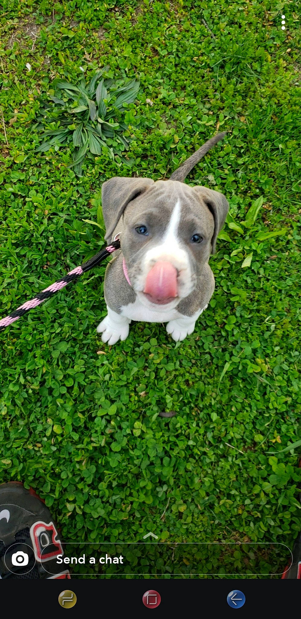 Stella joined the competition — help win amazing prizes! american_pit_bull_terrier, american_staffordshire_terrier, canidae, carnivore, dog, dog_breed, fawn, grass, mammal, non_sporting_group, pit_bull, vertebrate