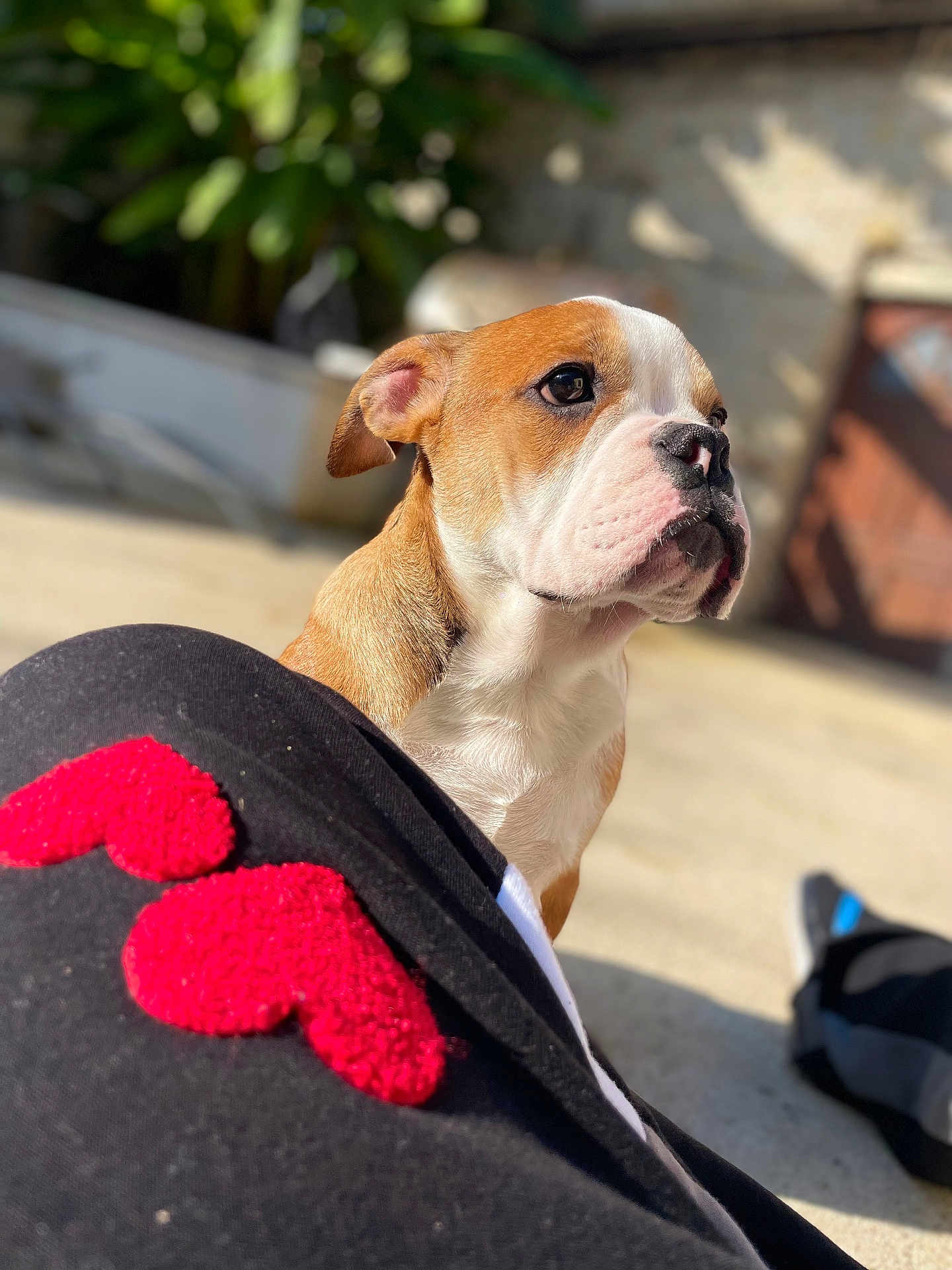 Asko participe au concours pour gagner de l'argent avec cette photo : puppy, dog, brown, white, face, outdoor, sunlight, pet, young_dog, close-up, heart_patch, fabric, cute, animal, portrait, background_blur, sitting, calm, warm, daylight
