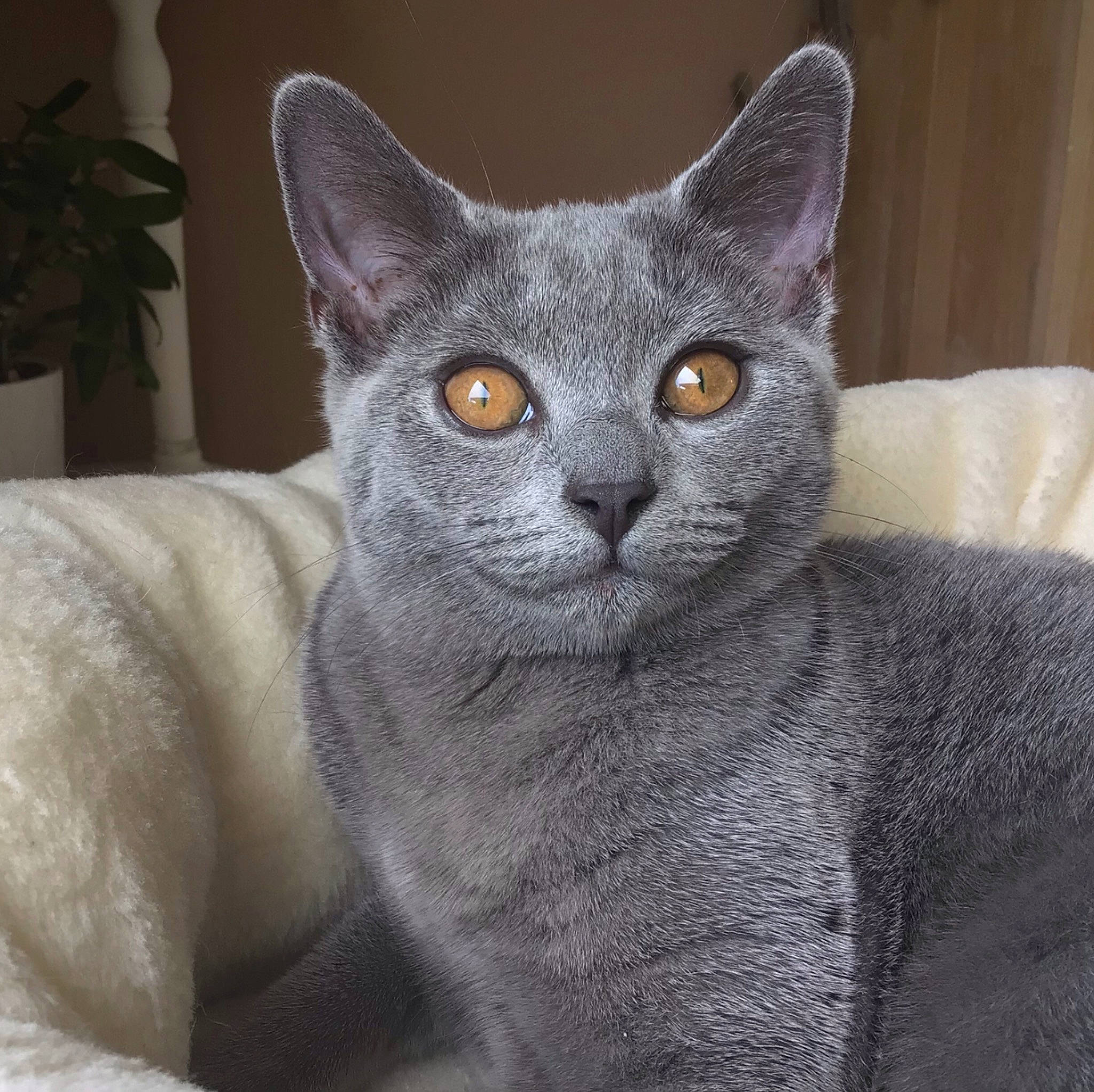 Stessy participe au concours pour gagner de l'argent avec cette photo : carnivore, cat, cat_supply, domestic_short_haired_cat, felidae, flowerpot, fur, grey, houseplant, plant, russian_blue, sculpture, small_to_medium_sized_cats, snout, whiskers, window