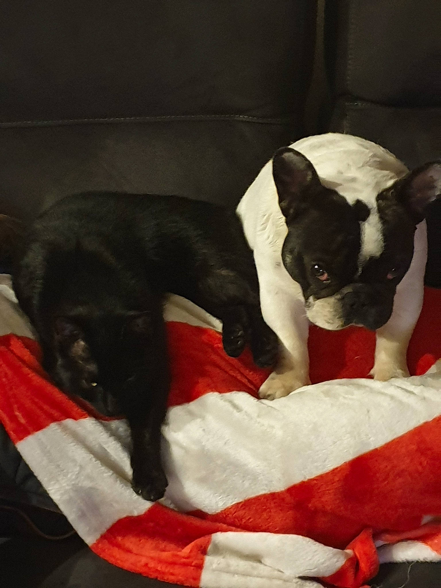 Kuro participe au concours pour gagner de l'argent avec cette photo : boston_terrier, canidae, carnivore, cat, companion_dog, dog, dog_breed, felidae, french_bulldog, mammal, nap, non_sporting_group, small_to_medium_sized_cats, snout, tail