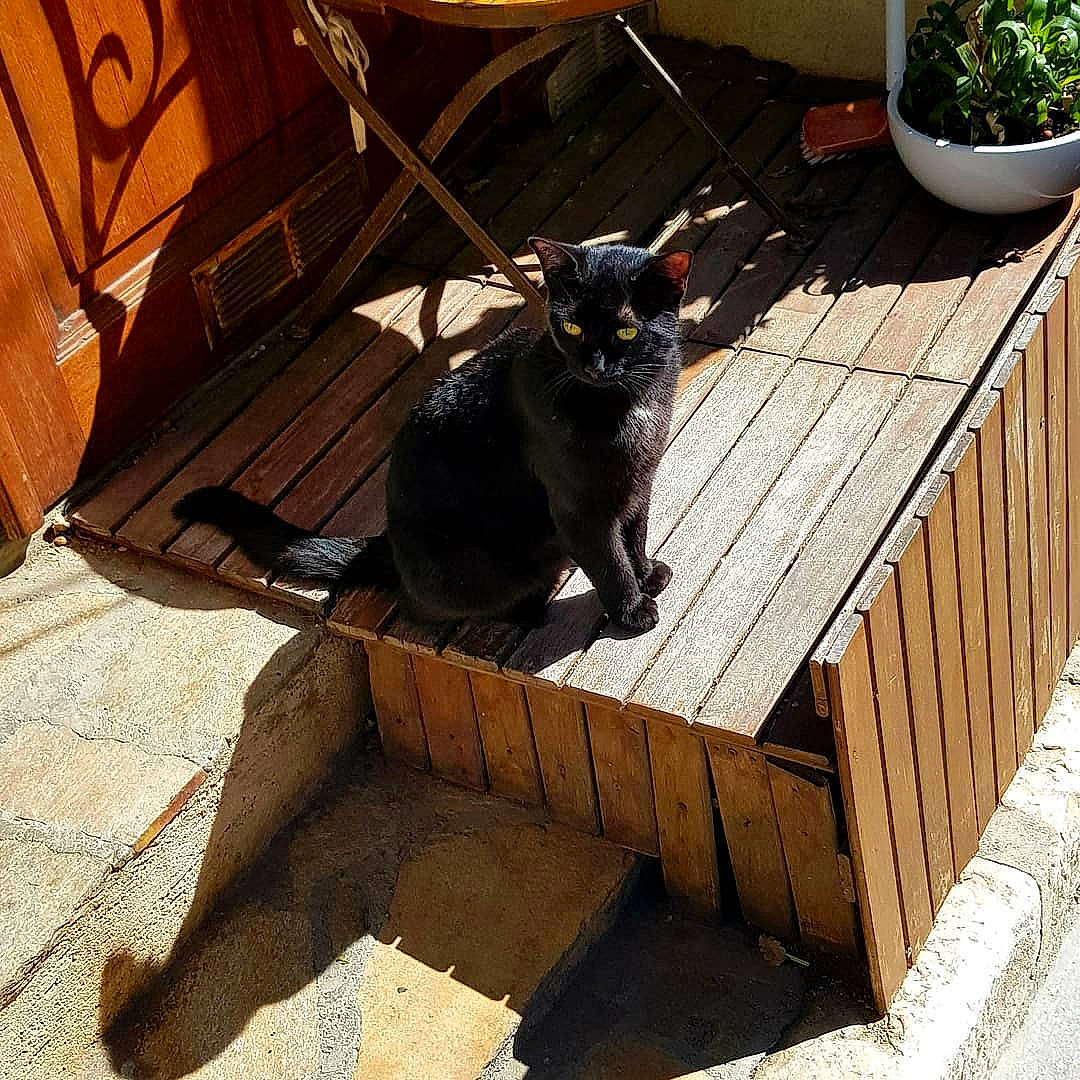 Kuro participe au concours pour gagner de l'argent avec cette photo : asian, black, black_cat, bombay, carnivore, cat, domestic_short_haired_cat, felidae, small_to_medium_sized_cats, table, tail, whiskers, wood