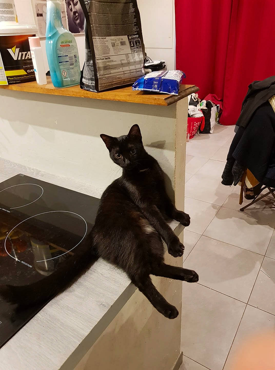 Kuro a rejoint le concours — aidez-le/la à gagner de superbes lots ! asian, black_cat, burmese, carnivore, cat, domestic_short_haired_cat, felidae, floor, havana_brown, kitten, korat, room, russian_blue, small_to_medium_sized_cats, tail, whiskers