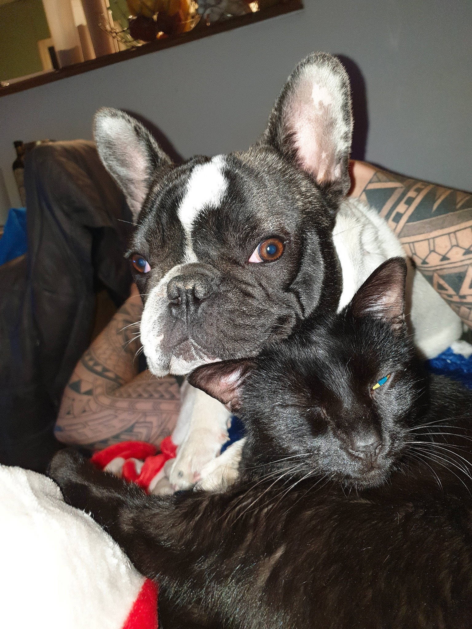 Kuro a rejoint le concours — aidez-le/la à gagner de superbes lots ! boston_terrier, bulldog, canidae, carnivore, companion_dog, dog, dog_breed, ear, fawn, french_bulldog, mammal, non_sporting_group, puppy, snout, toy_bulldog, vertebrate, whiskers