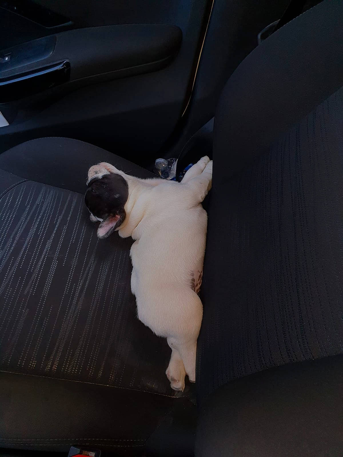 Oreo a rejoint le concours — aidez-le/la à gagner de superbes lots ! automotive_exterior, canidae, car, car_seat, fawn, french_bulldog, non_sporting_group, vehicle, vehicle_door