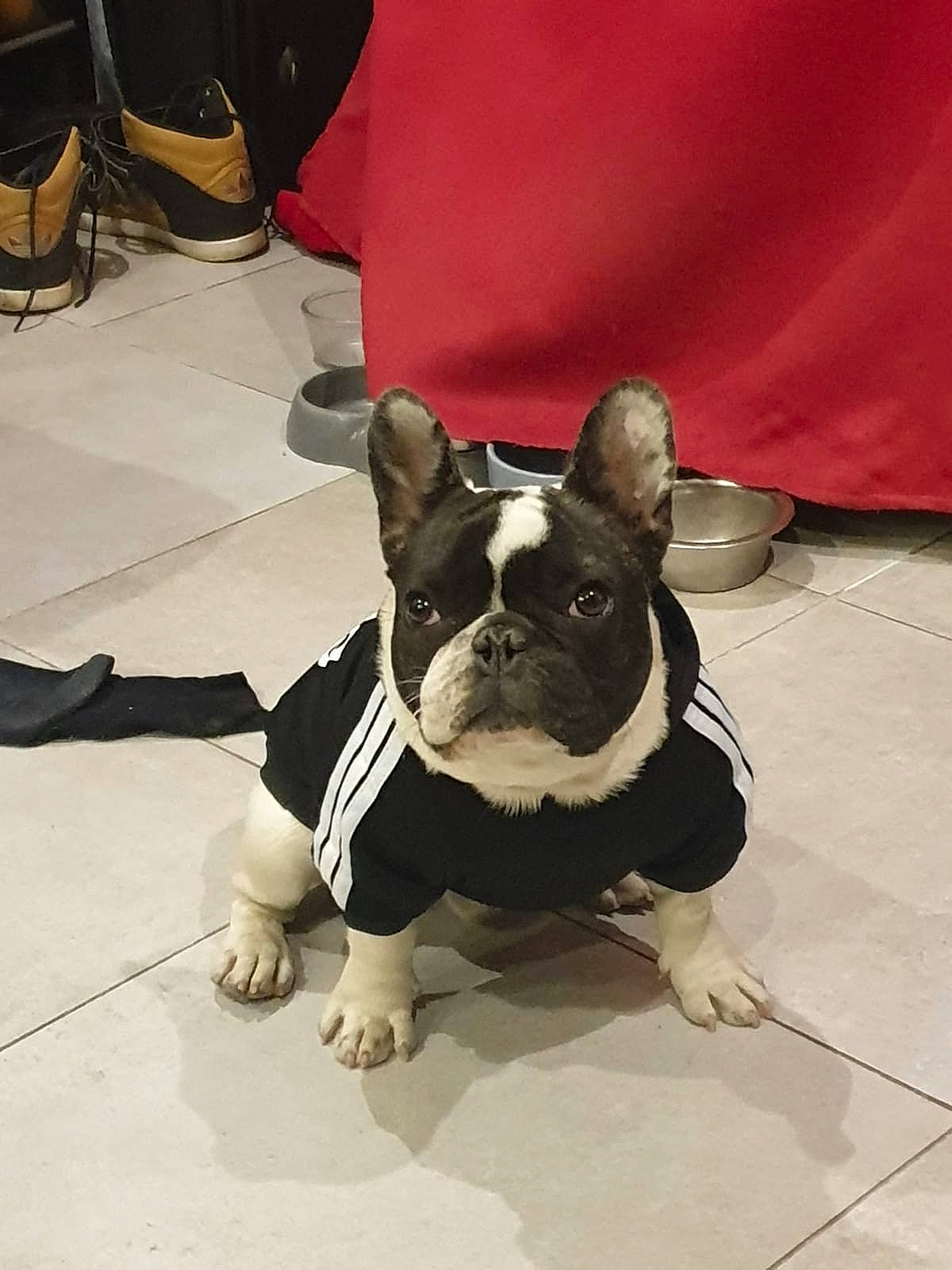 Oreo a rejoint le concours — aidez-le/la à gagner de superbes lots ! boston_terrier, bulldog, canidae, carnivore, companion_dog, dog, dog_breed, fawn, french_bulldog, mammal, molosser, non_sporting_group, puppy, snout, toy_bulldog, vertebrate
