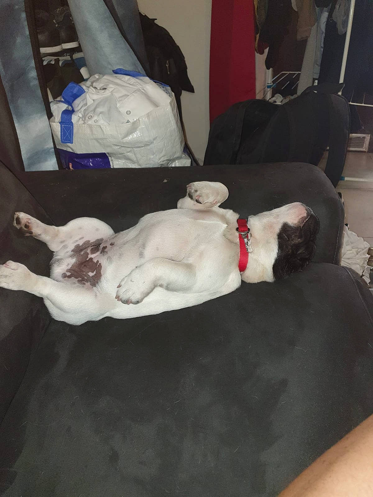 Oreo participe au concours pour gagner de l'argent avec cette photo : canidae, companion_dog, furniture, nap, pointer, sporting_group